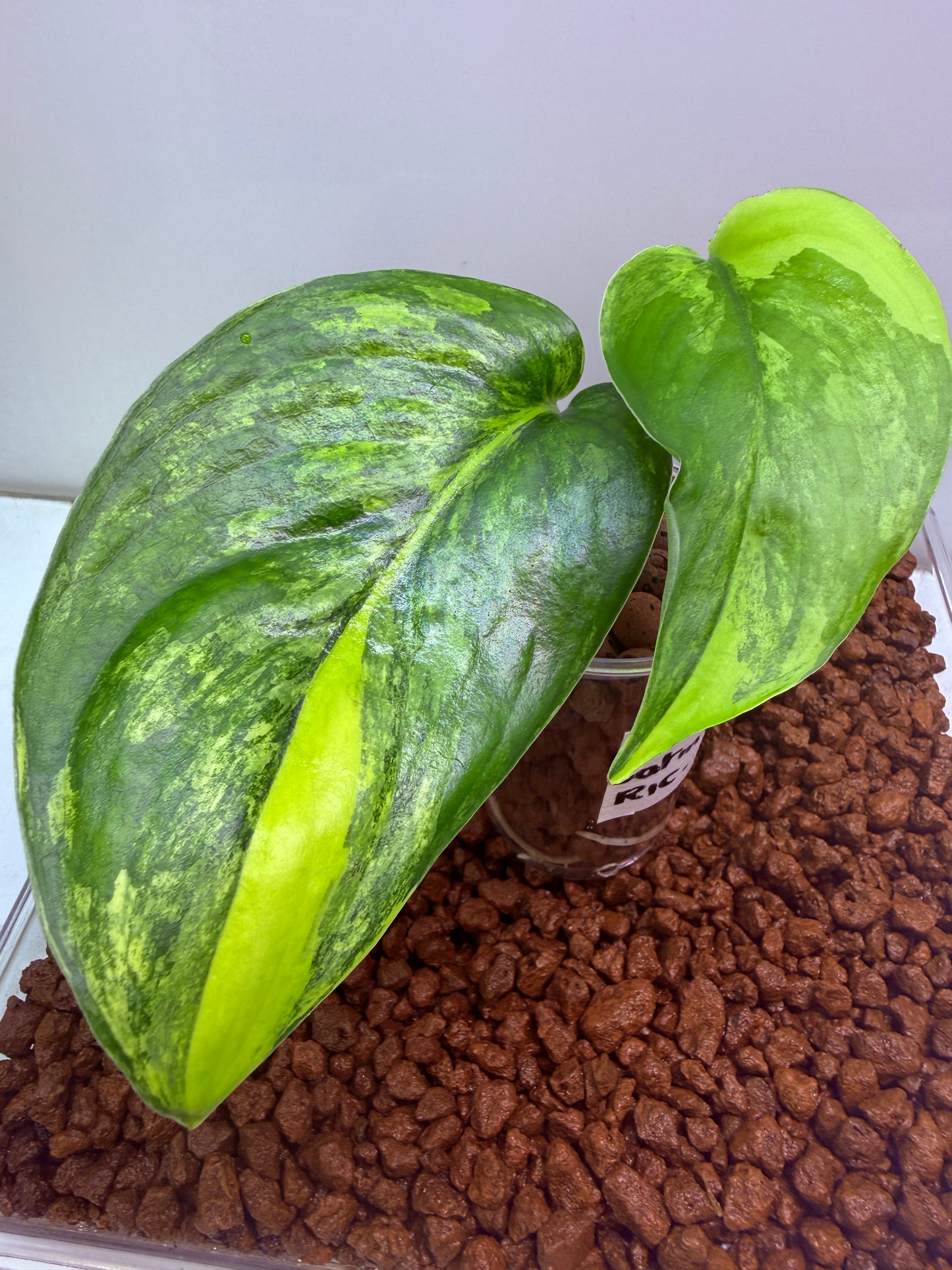 Scindapsus Jade Satin Aurea - RIC