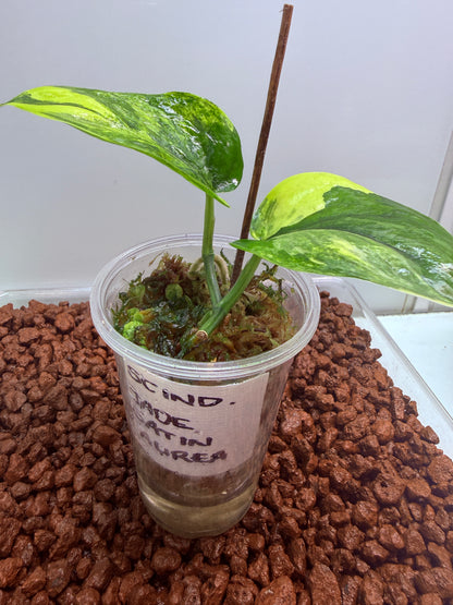 Scindapsus Jade Satin Aurea