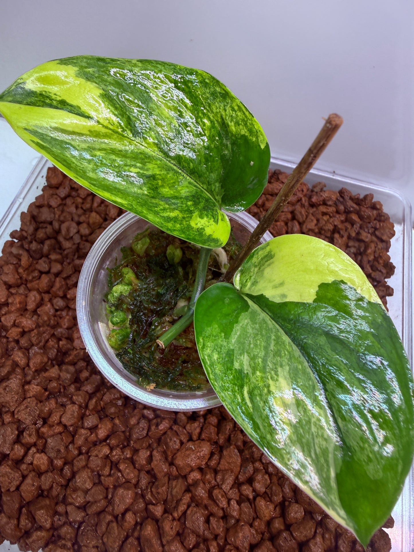 Scindapsus Jade Satin Aurea