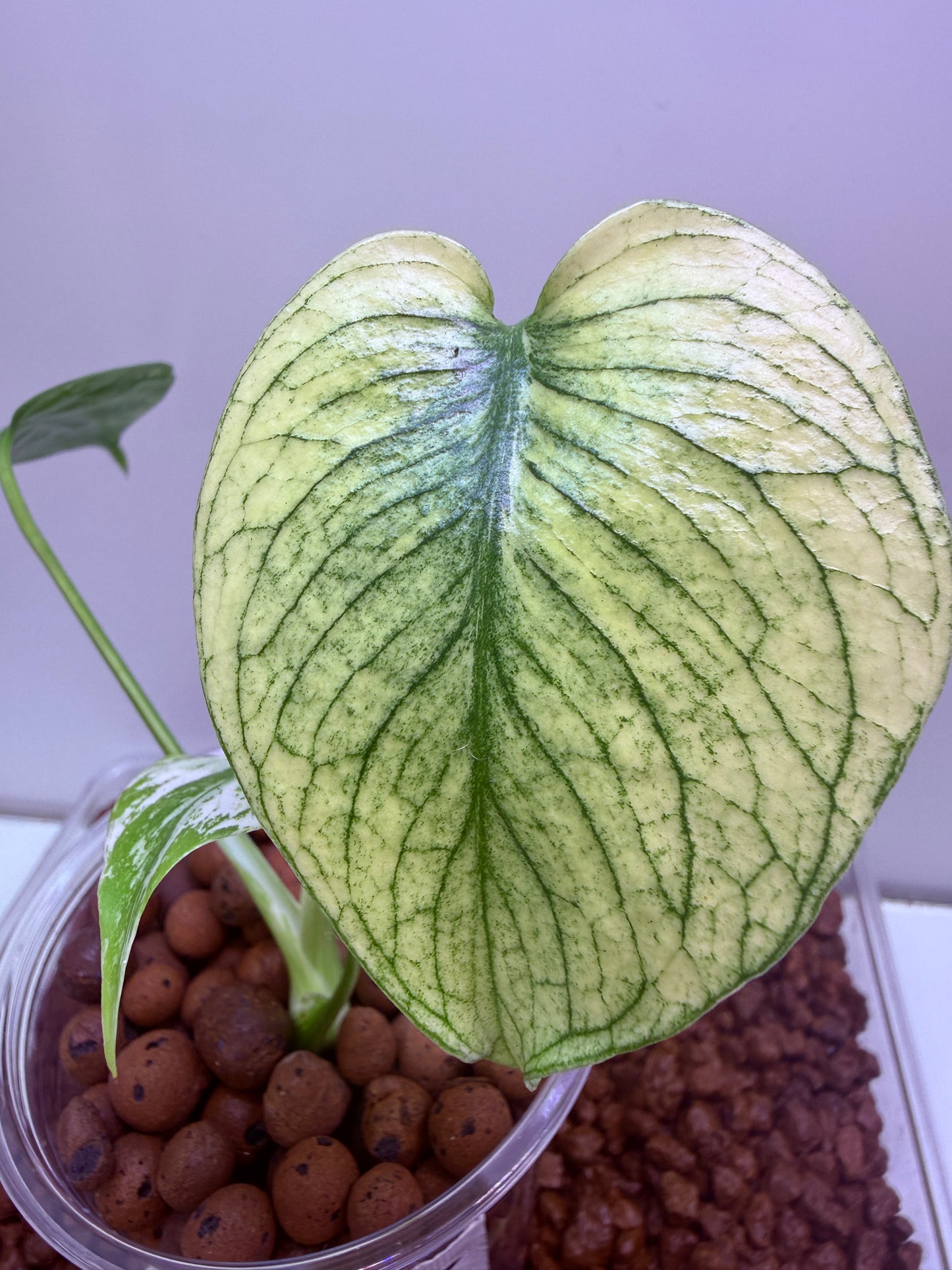 Monstera White Monster