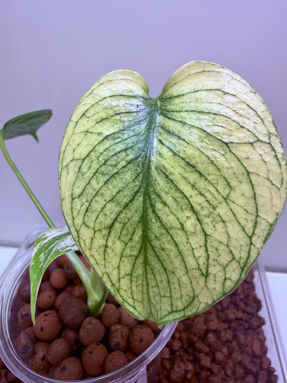 Monstera White Monster