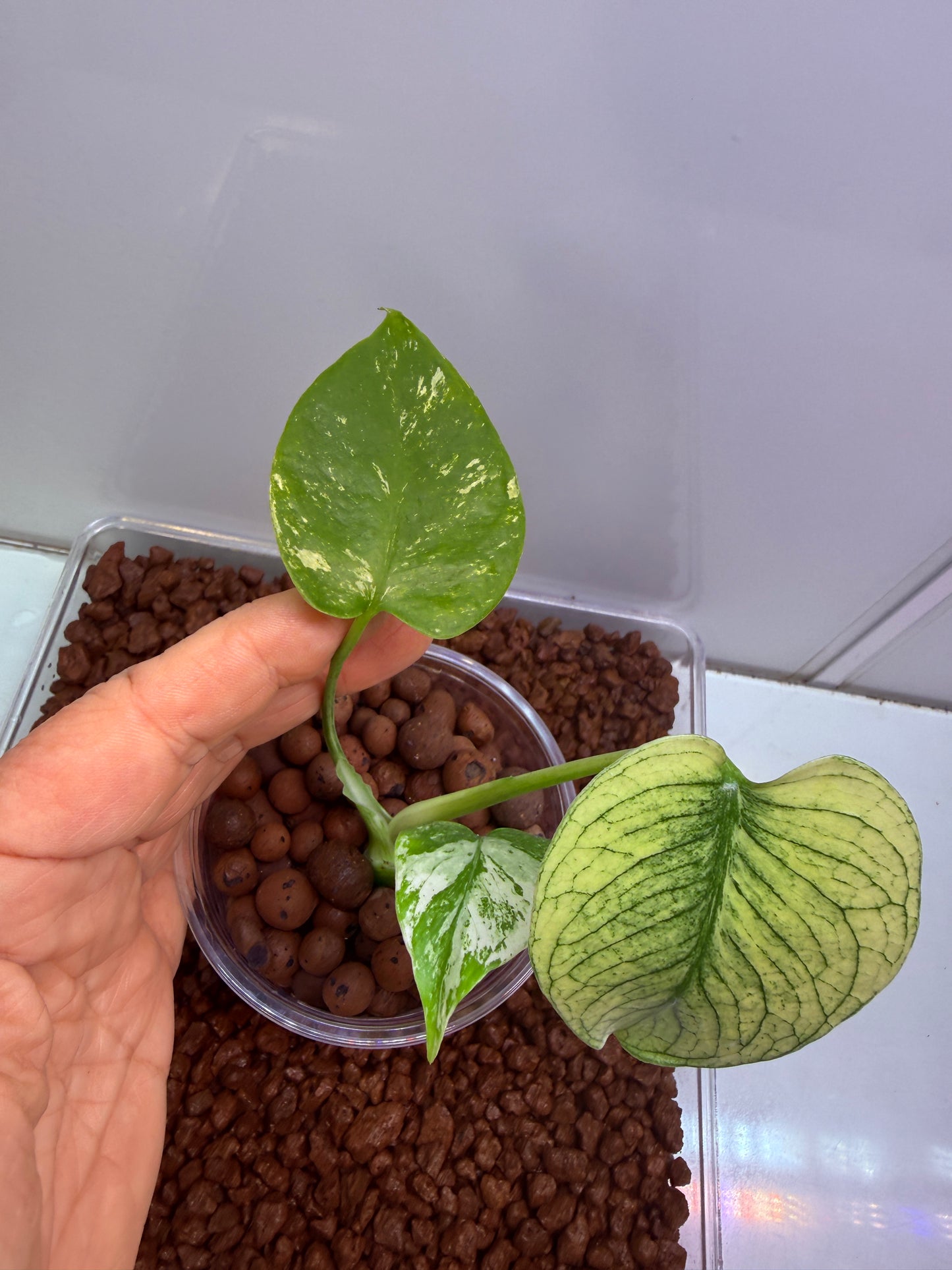 Monstera White Monster