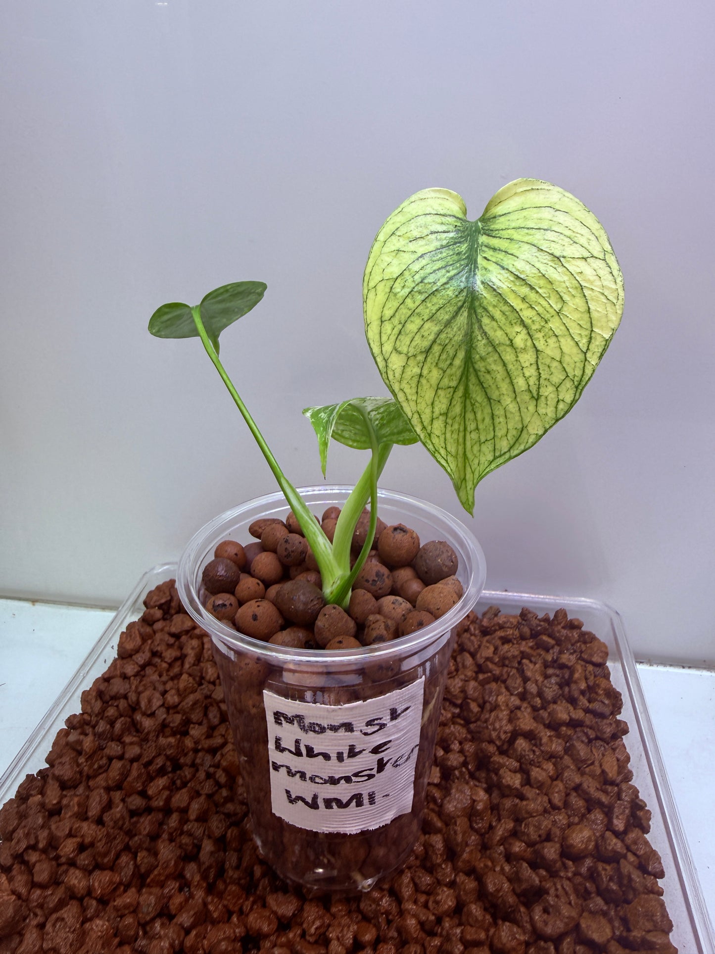 Monstera White Monster