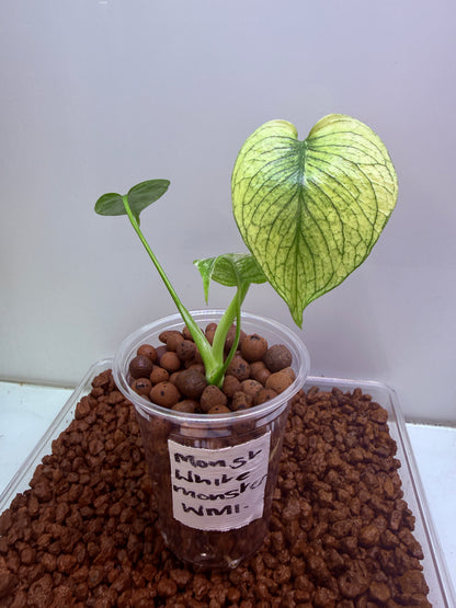 Monstera White Monster
