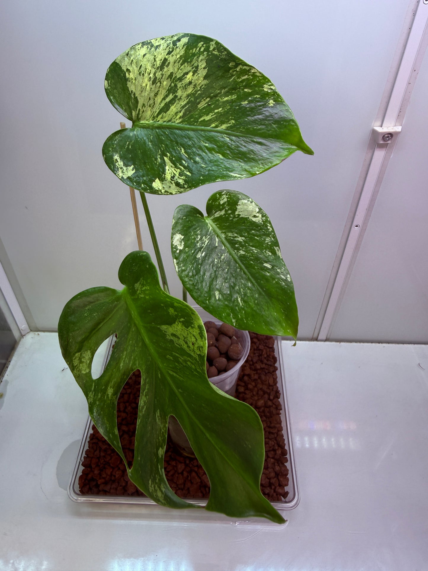 Monstera Mint