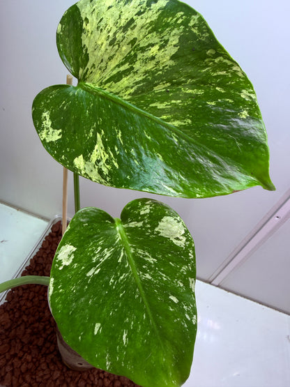 Monstera Mint
