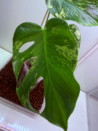 Monstera Mint