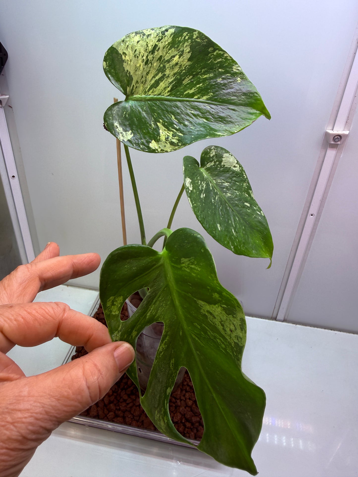 Monstera Mint