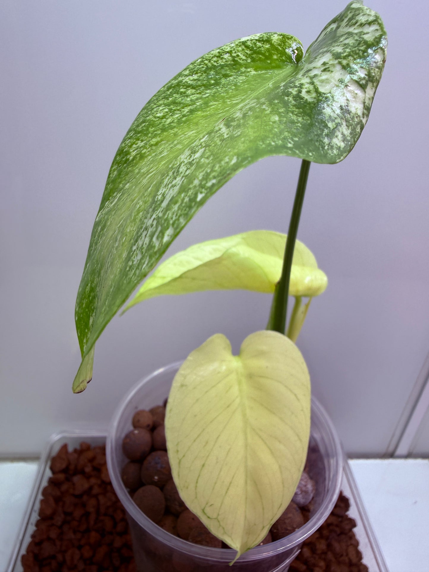Monstera White Monster - WM3