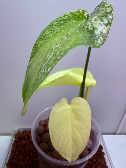 Monstera White Monster - WM3
