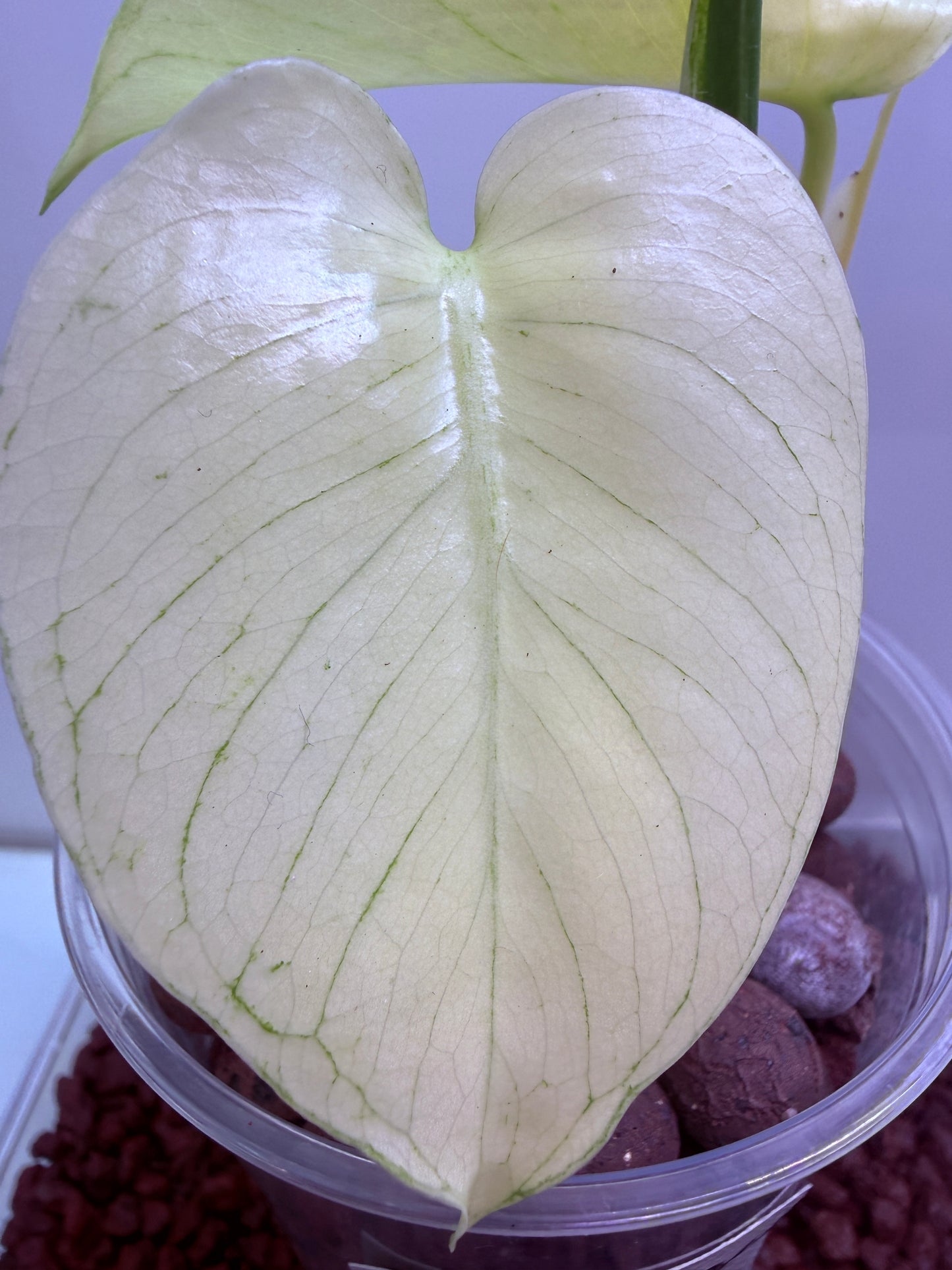 Monstera White Monster - WM3