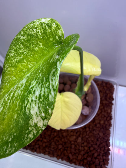 Monstera White Monster - WM3
