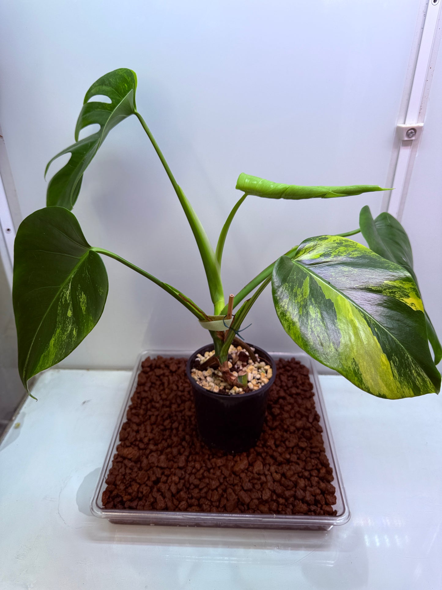 Monstera Aurea - MA4