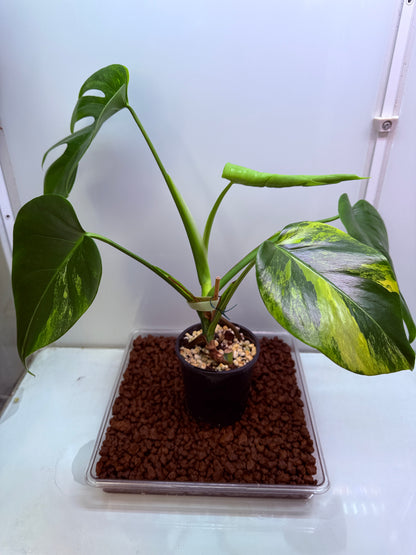 Monstera Aurea - MA4