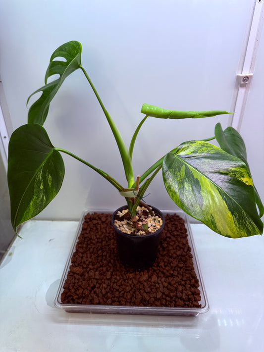 Monstera Aurea - MA4