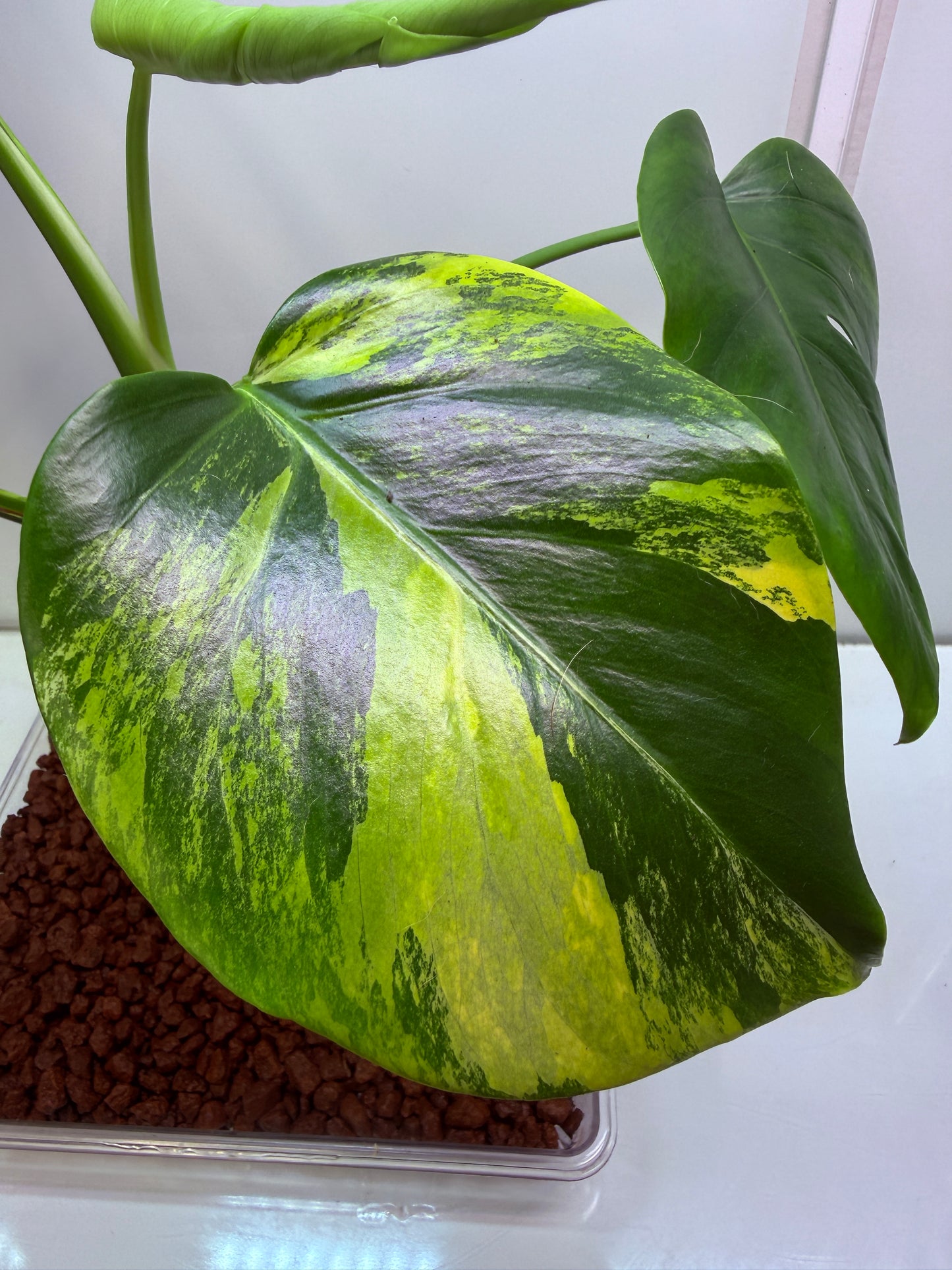 Monstera Aurea - MA4