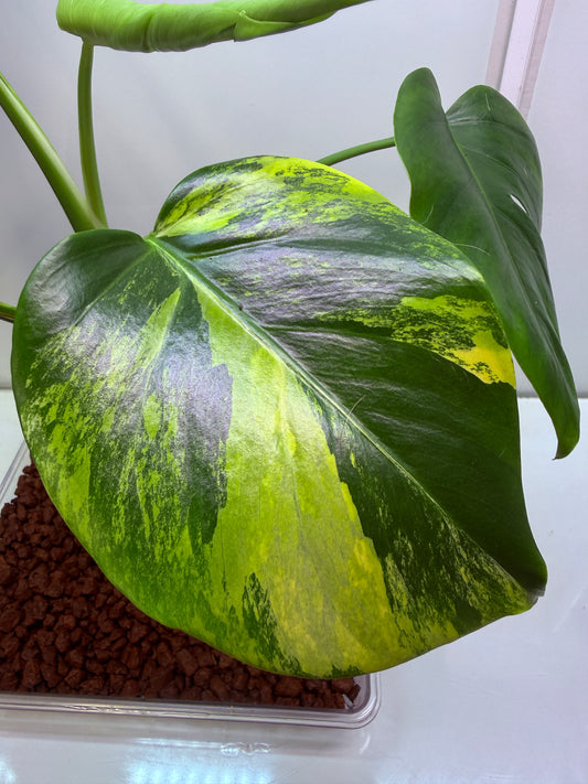 Monstera Aurea - MA4