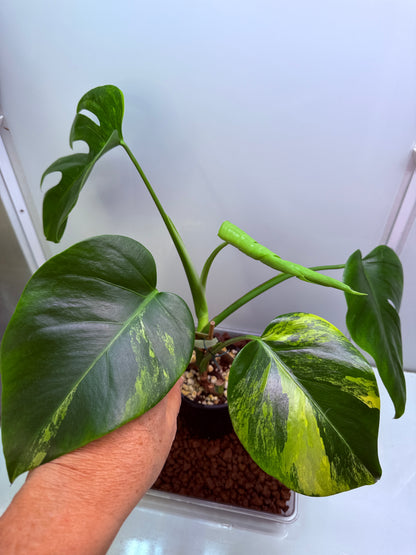 Monstera Aurea - MA4