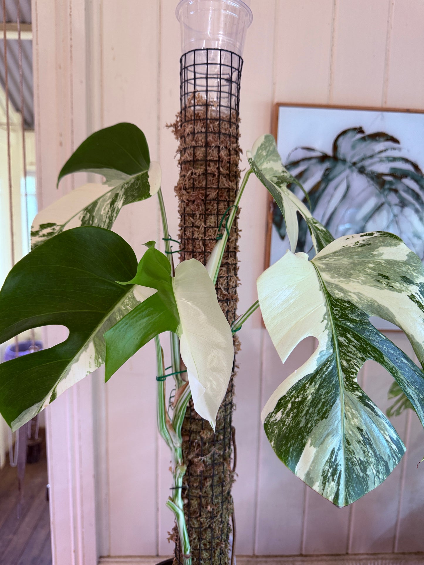 Monstera Borsigana-MB1