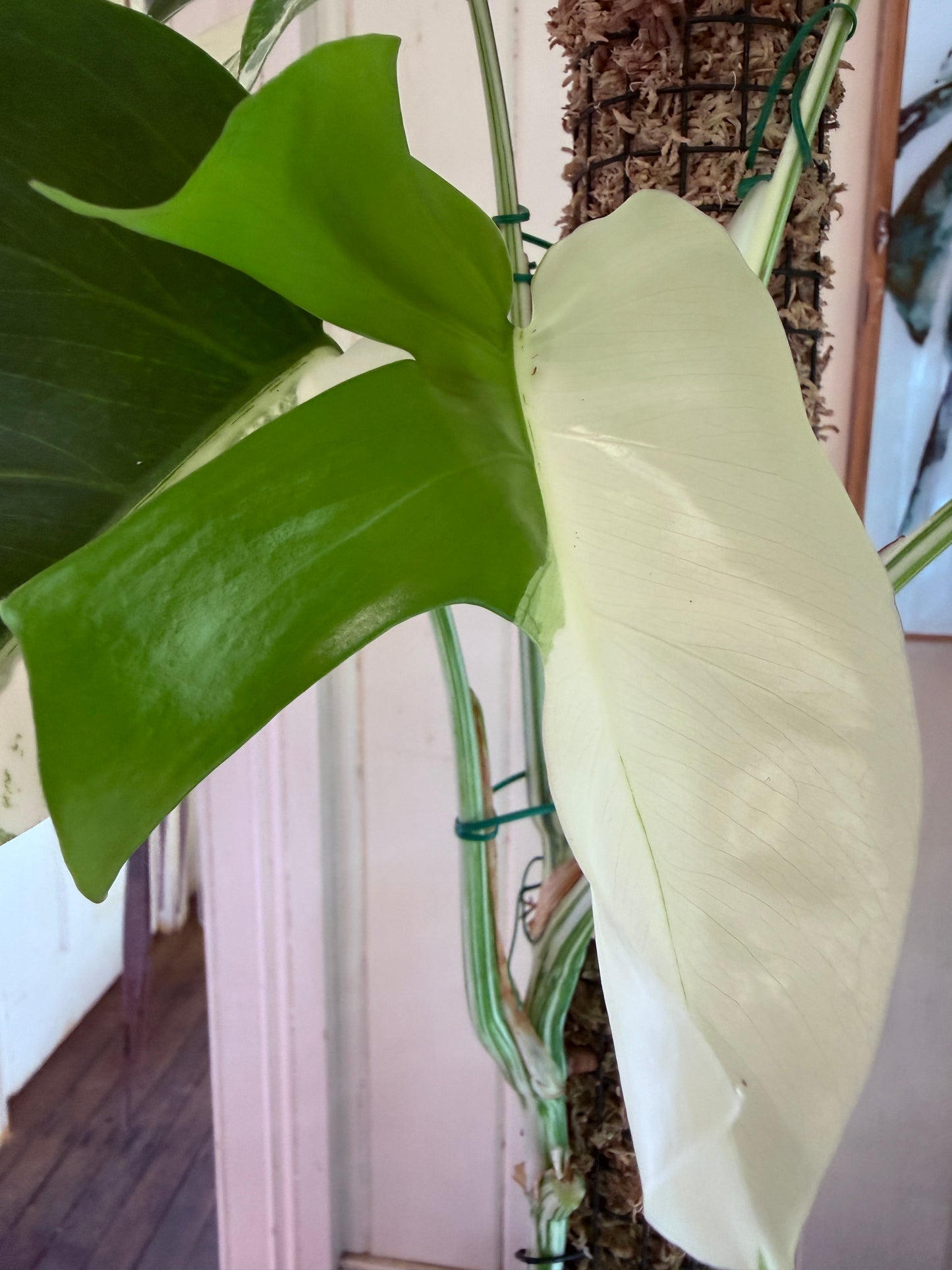 Monstera Borsigana-MB1