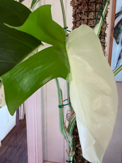 Monstera Borsigana-MB1