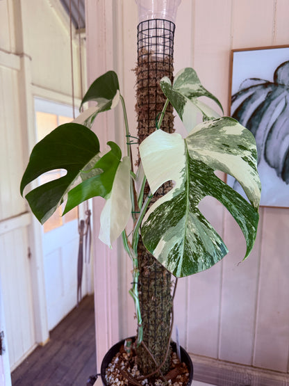 Monstera Borsigana-MB1
