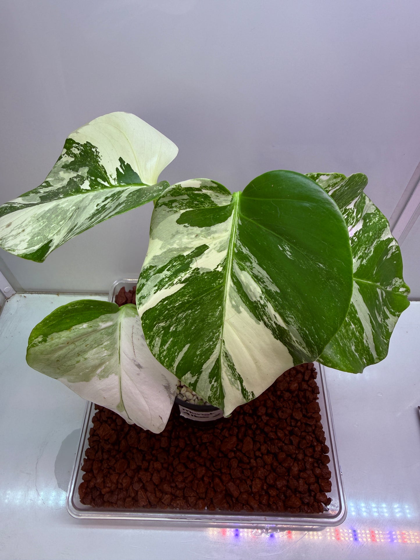 Monstera Borsigana Variegated - MA2
