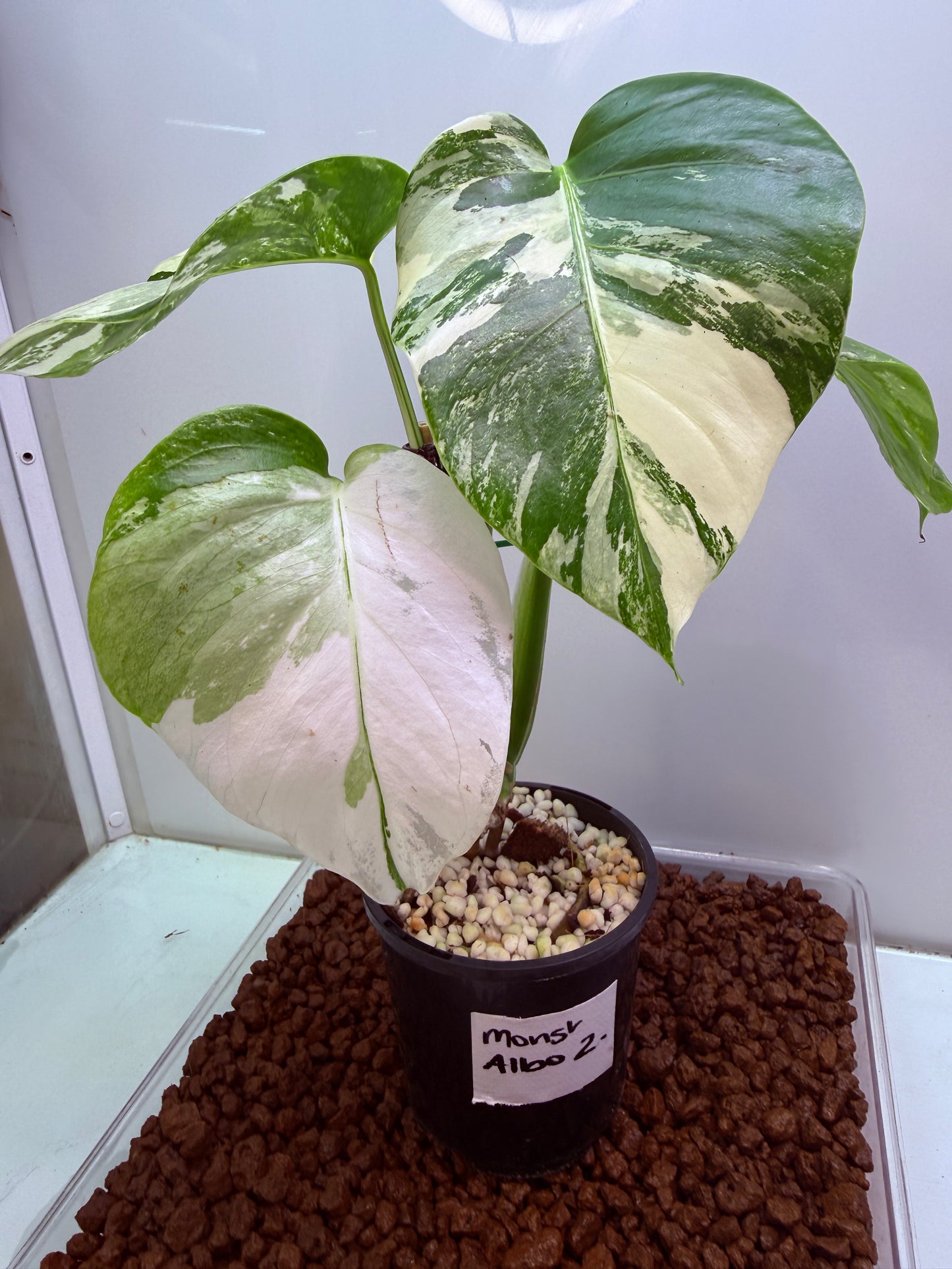 Monstera Borsigana Variegated - MA2