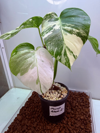 Monstera Borsigana Variegated - MA2