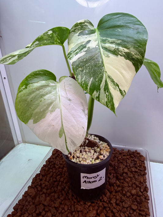 Monstera Borsigana Variegated - MA2