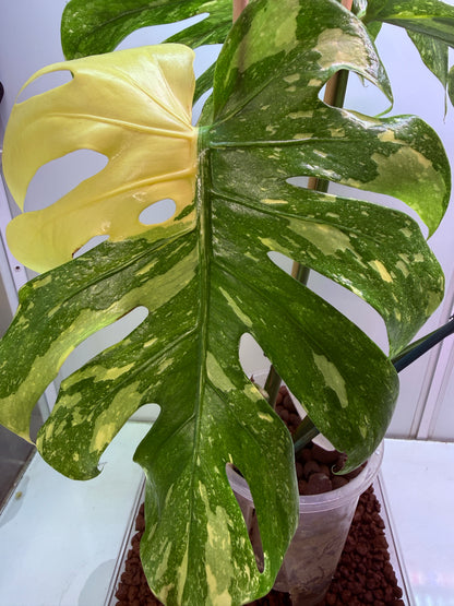 🌿 Monstera ‘Crème Brûlée’