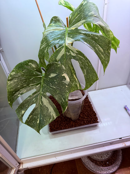 🌿 Monstera ‘Crème Brûlée’