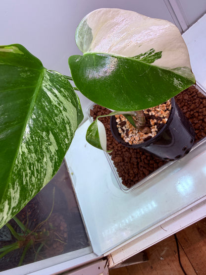 Monstera Borsigana Variegated - MBA