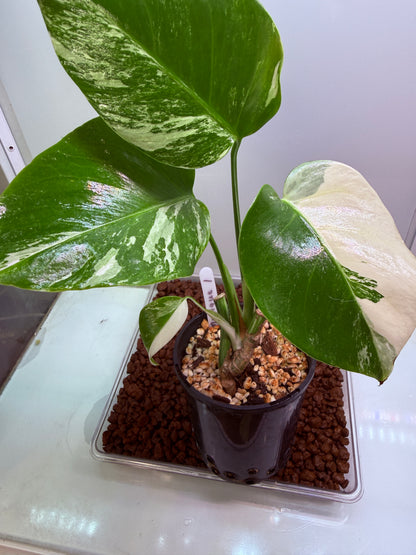Monstera Borsigana Variegated - MBA