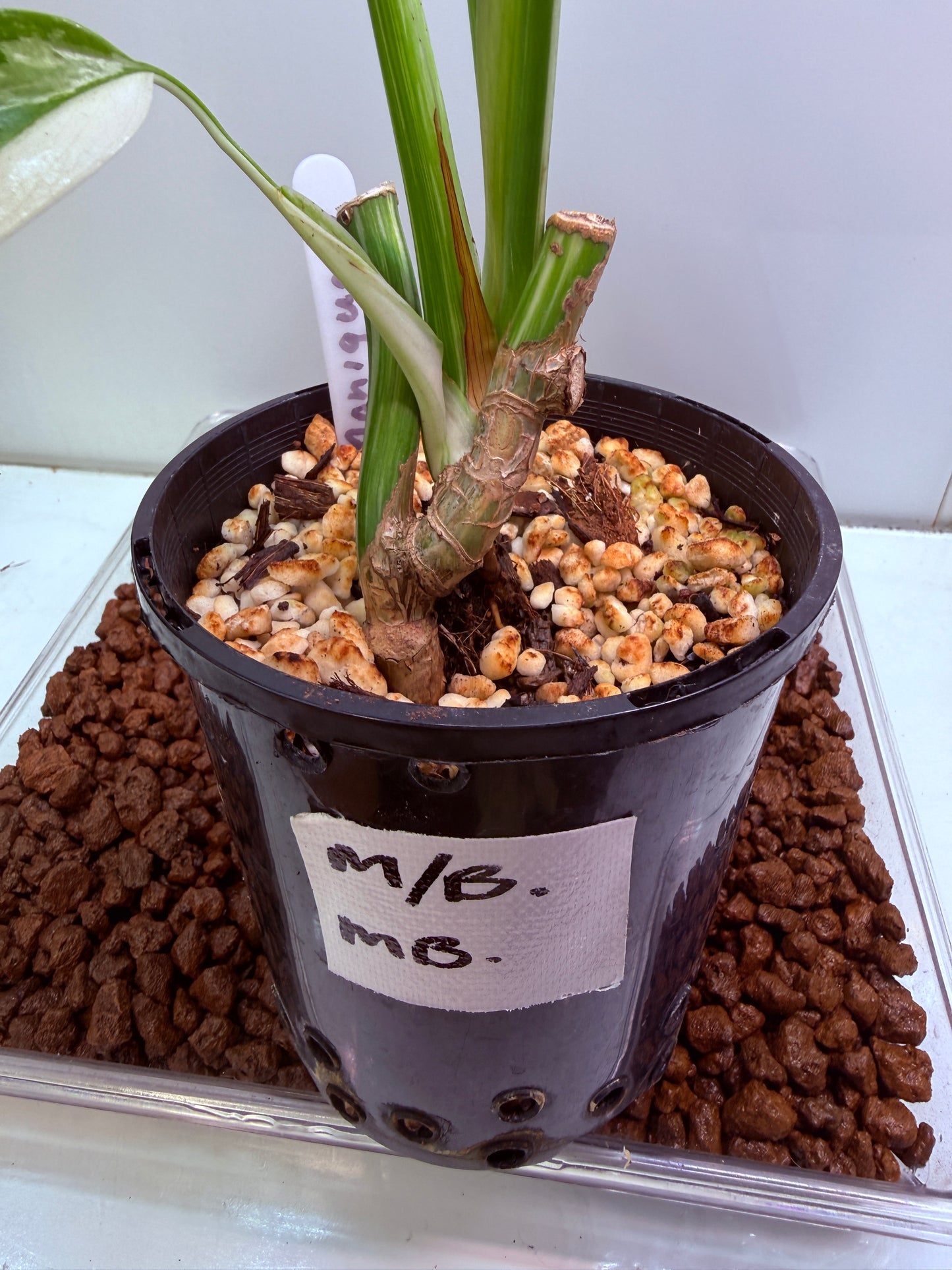 Monstera Borsigana Variegated - MBA