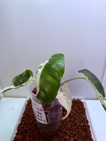 Philodendron Parasio Verde White - PPVW 1