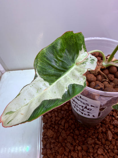 Philodendron Parasio Verde White - PPVW 1