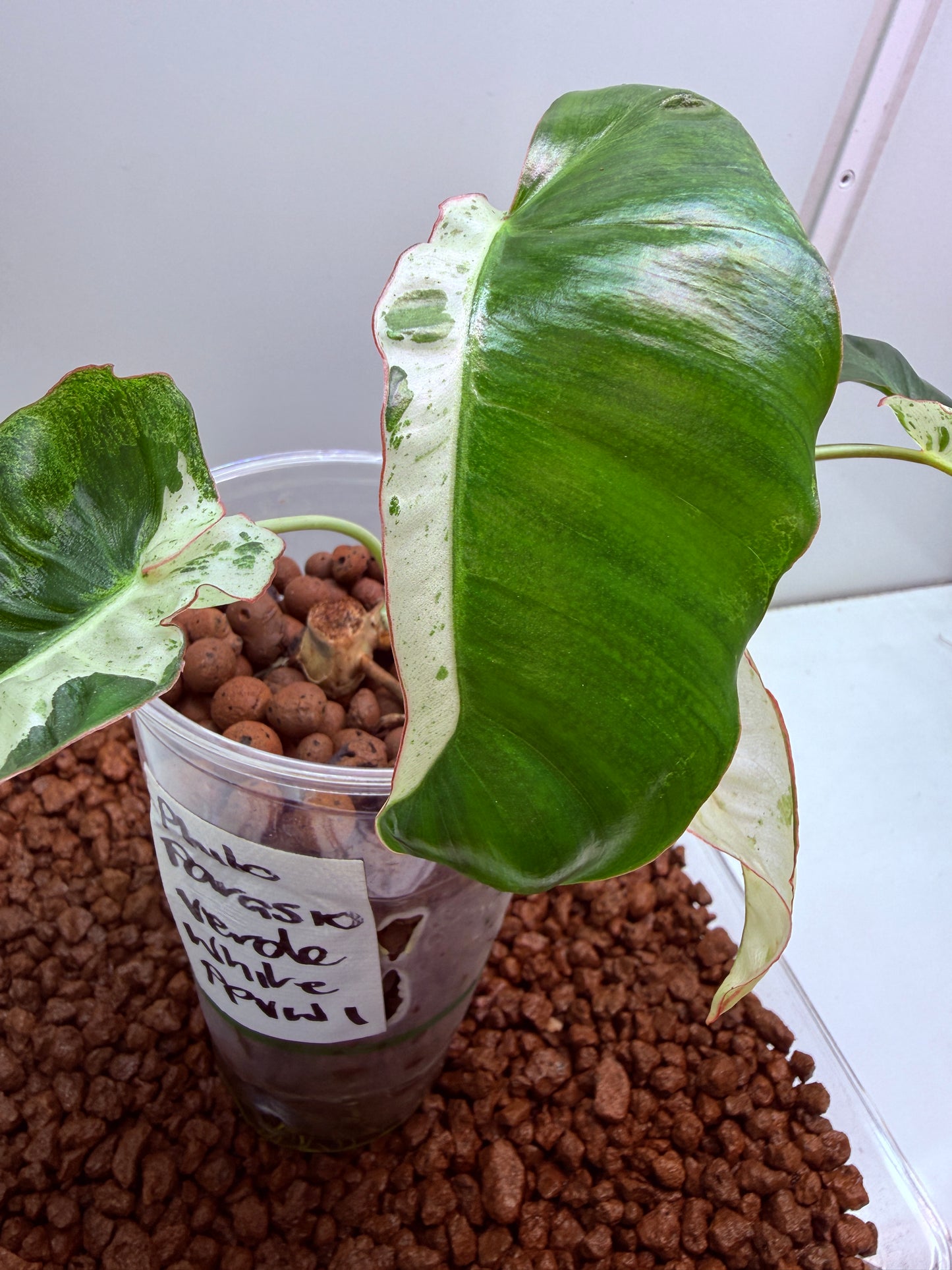 Philodendron Parasio Verde White - PPVW 1
