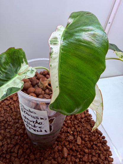 Philodendron Parasio Verde White - PPVW 1