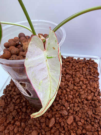 Philodendron Parasio Verde White - PPVW 1