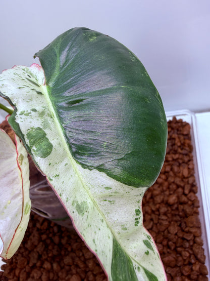 Philodendron Parasio Verde White - PPVW 1