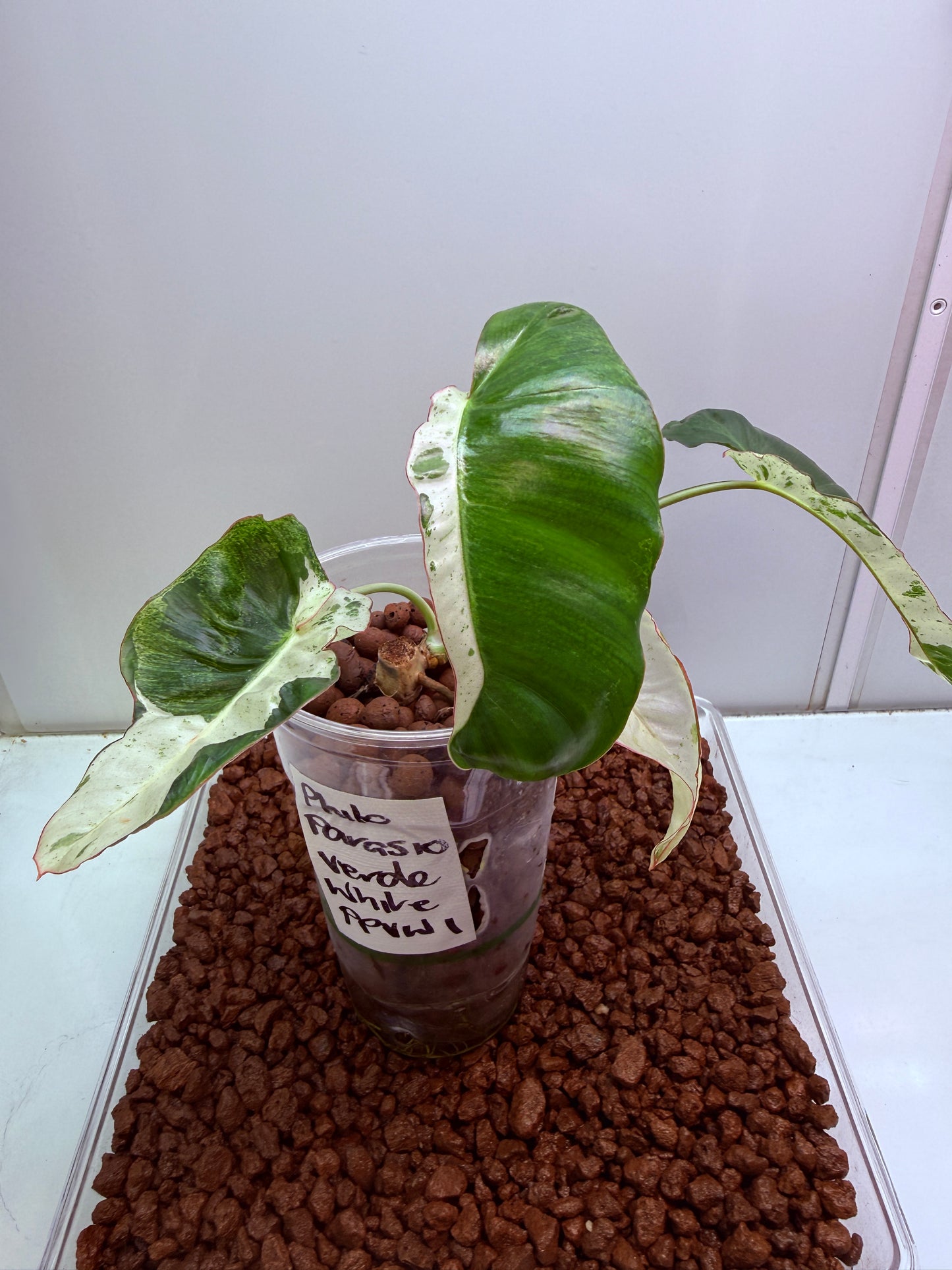 Philodendron Parasio Verde White - PPVW 1