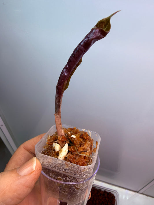 Alocasia Pseudo Sanderiana Aurea Sprouted Corm/mini plant