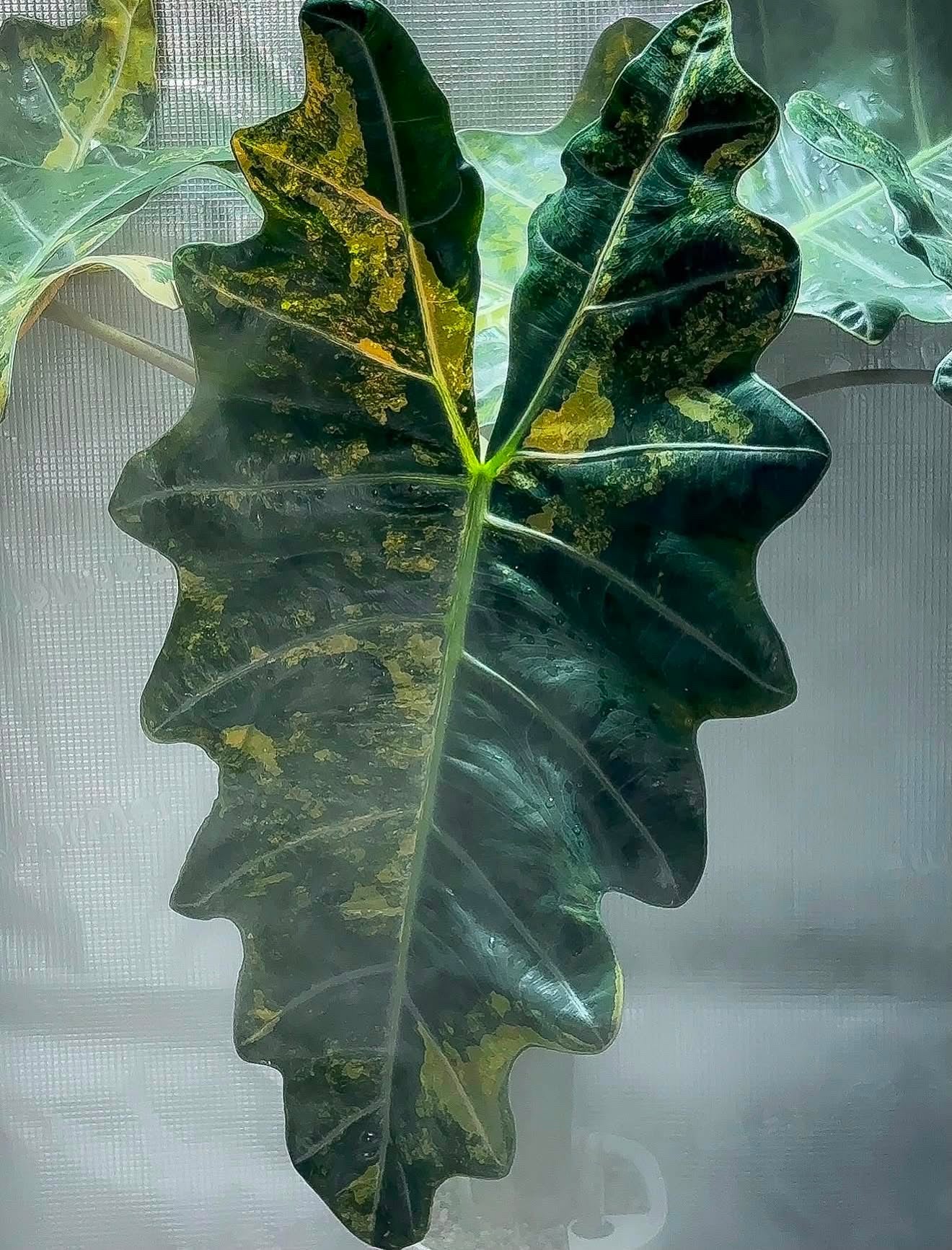 Alocasia Pseudo Sanderiana Aurea Sprouted Corm/mini plant