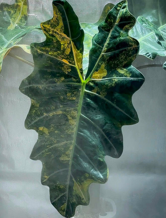 Alocasia Pseudo Sanderiana Aurea Sprouted Corm/mini plant