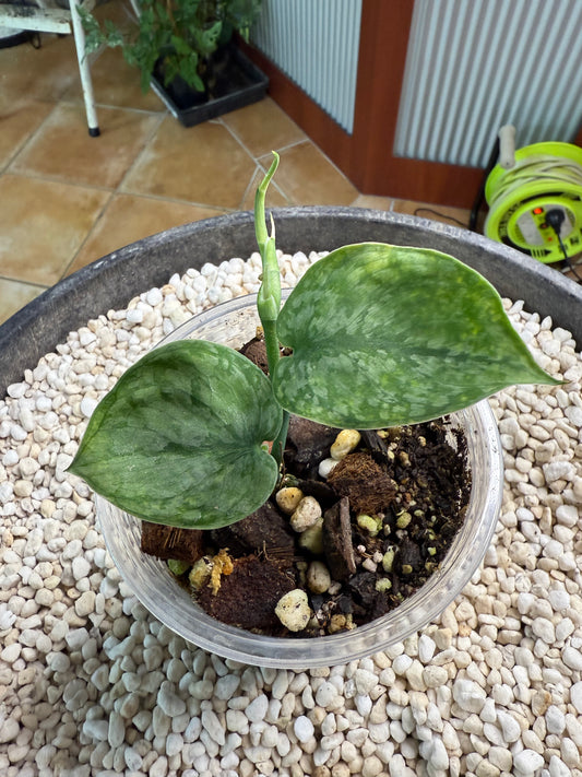Scindapsus Leopard Spot - v1b