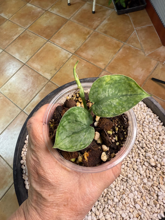 Scindapsus Leopard Spot - v1b