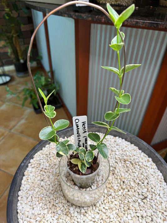 Hoya Cumingiana - CAV1