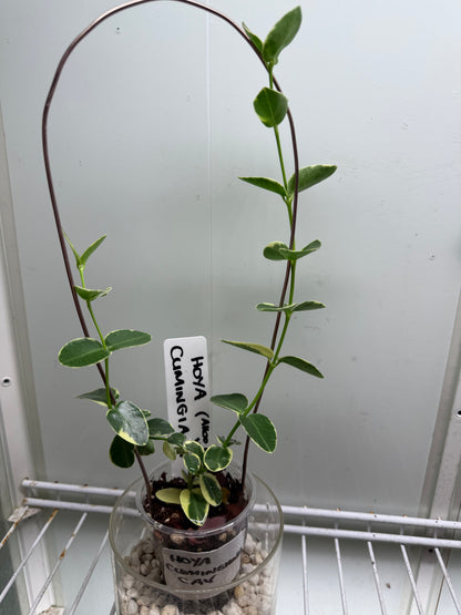 Hoya Cumingiana - CAV1