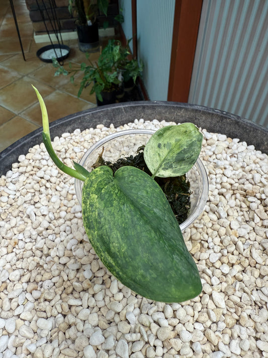 Scindapsus Crème Brulee - F3A